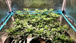 hydroponic indoor cannabis cultivation