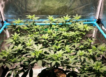 hydroponic indoor weed plant