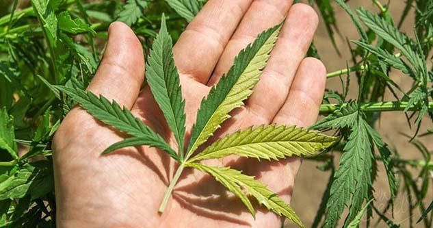 Cannabiskonsum: kurz- und langfristige Auswirkungen