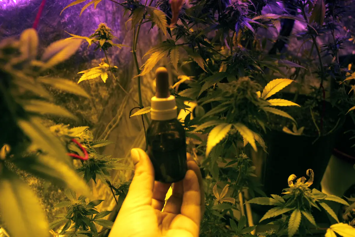 Documentación club cannabis Barcelona importante