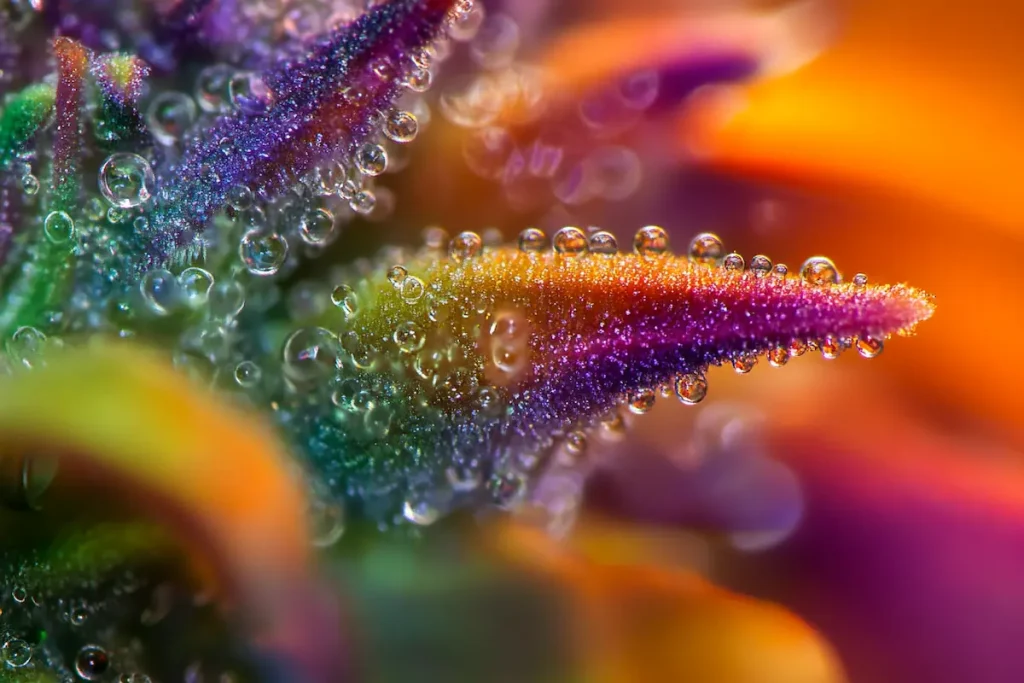 Flavonoïdes de cannabis