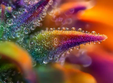 Flavonoides cannabis