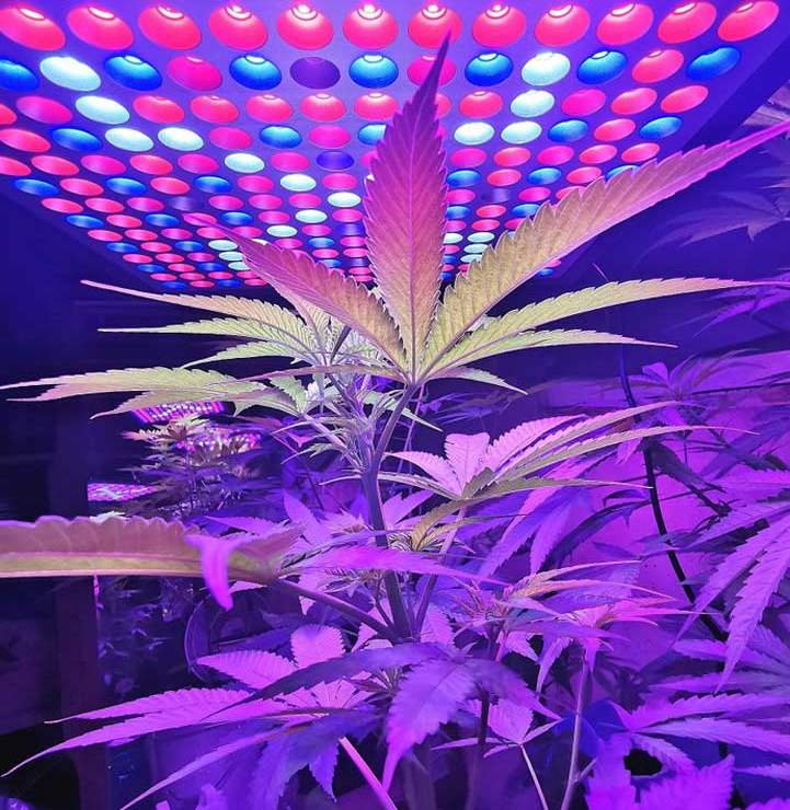 plante de cannabis d'intérieur