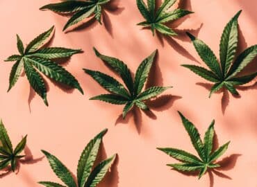 ¿Cómo se usa el cannabis medicinal? Hollyweed