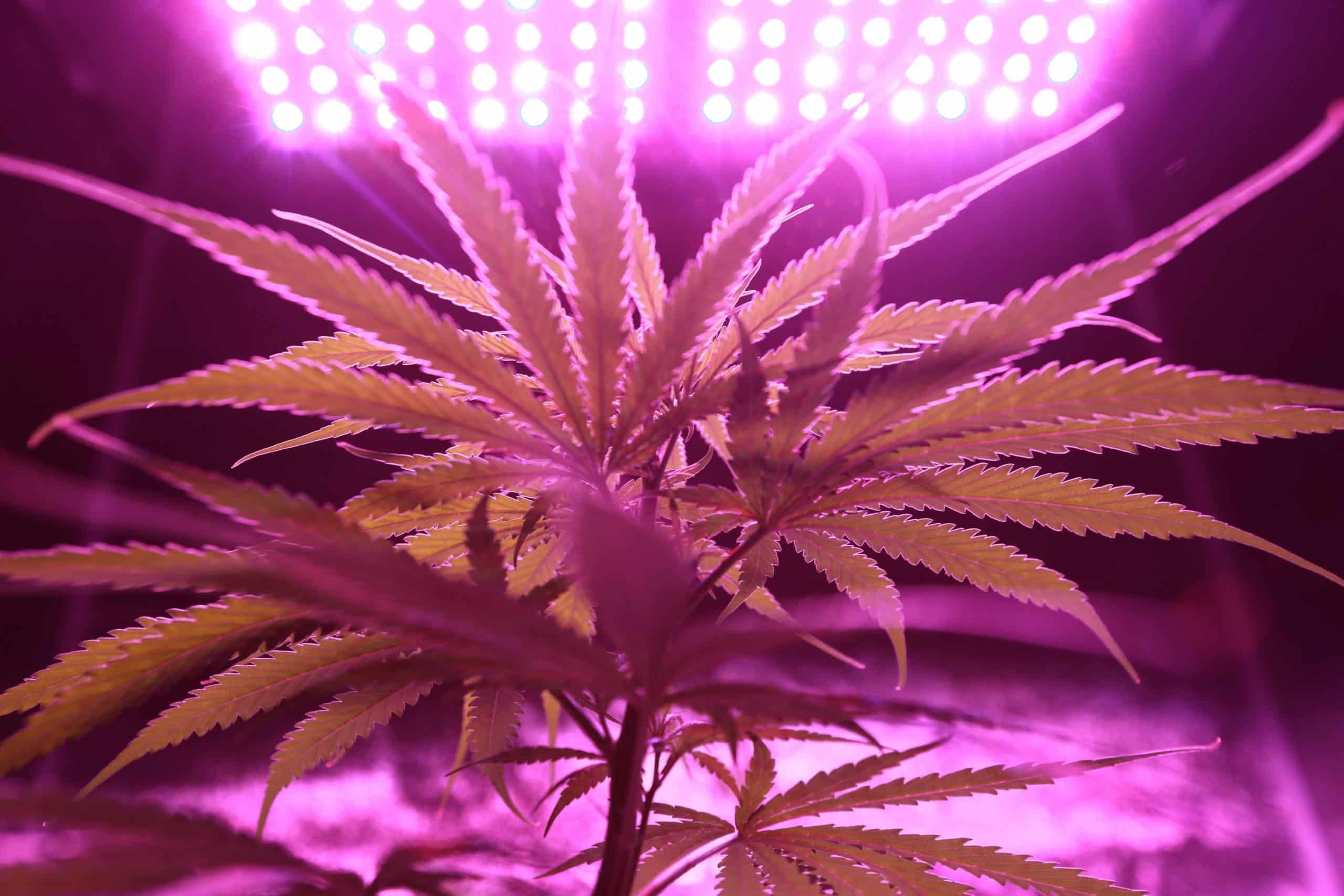 pianta di cannabis indoor