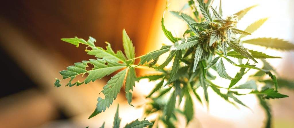infizierte Cannabispflanze